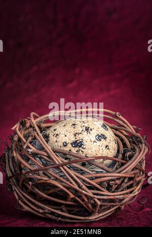 Kleine frische Wachteleier in einem Nest auf rotem Hintergrund Stockfoto