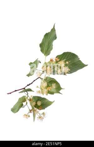 Lindenzweig oder Tilia-Zweig blüht mit gelb duftenden Blumen isoliert auf einem weißen. Stockfoto