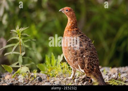 Ein Willow Ptarmigan (Lagopus lagopus) im Denali-Nationalpark, Alaska Stockfoto