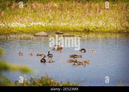 Anser albifrons im Denali-Nationalpark, Alaska Stockfoto