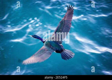 Ein Pelagic Cormorant (Phalacrocorax pelagicus), auch bekannt als Baird's Cormorant im Flug in Monterey, Kalifornien Stockfoto