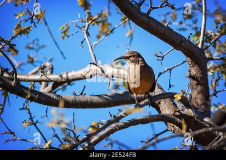 Ein California thrasher (Toxostoma redivivum) Vogel in Palo Alto, Kalifornien Stockfoto