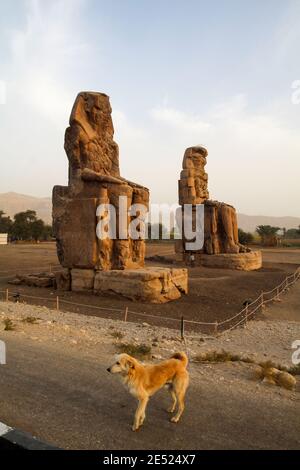 Berühmte Kolosse von Memnon, riesige sitzende Statuen, ein Hund vor, Luxor, Ägypten Stockfoto