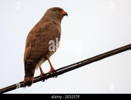 A Roadside Hawk (Rupornis magnirostris) In der Nähe eines Straßenrandes in Costa Rica Stockfoto