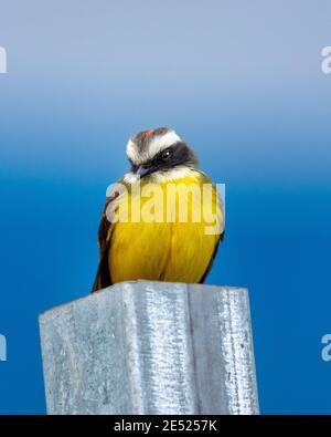 Der Social Flycatcher (Myiozetetes similis) Vogel in Costa Rica Stockfoto