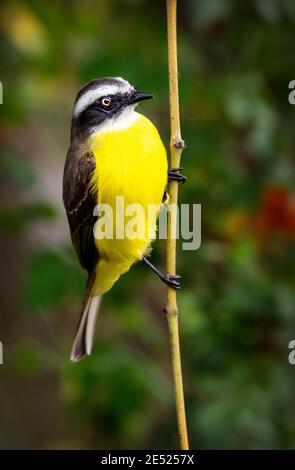 Der Social Flycatcher (Myiozetetes similis) Vogel in Costa Rica Stockfoto