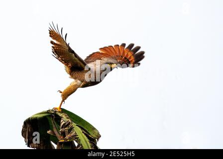 A Roadside Hawk (Rupornis magnirostris) In der Nähe eines Straßenrandes in Costa Rica Stockfoto