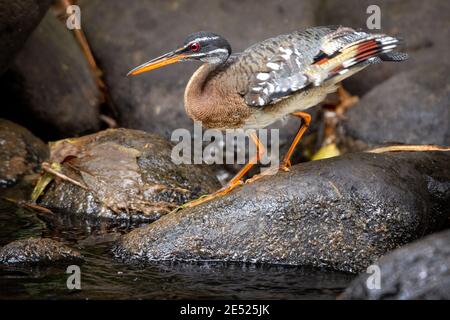 Jagd entlang eines Baches in der Provinz Cartago, Tayutic, Costa Rica der Vogel der Sunbittern (Eurypyga helias) Stockfoto