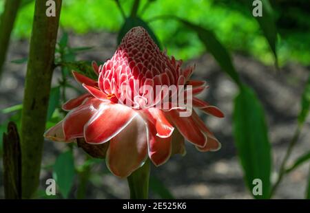 Rote Fackel-Ingwerlilie (Etlingera elatior), Mindo, Ecuador. Stockfoto