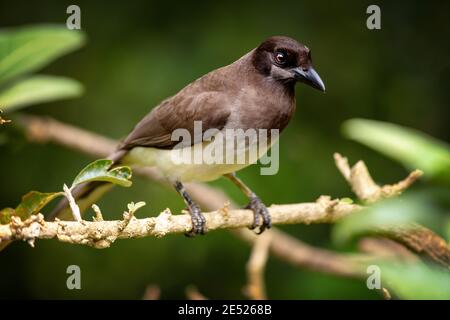 Ein Braunhäher (Psilorhinus morio) Provinz Cartago, Tayutic, Costa Rica Stockfoto