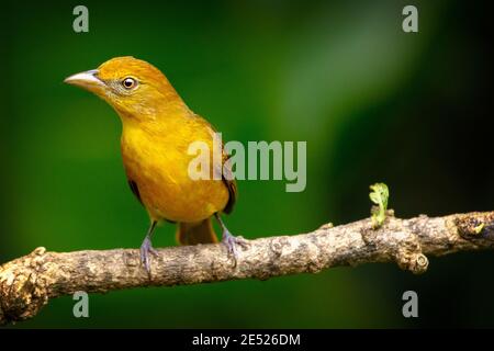 Ein weiblicher Sommertanager (Piranga rubra) Provinz Cartago, Tayutic, Costa Rica Stockfoto