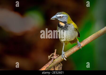 Ein Buff-throated Saltator (Saltator maximus) in Costa Rica Stockfoto