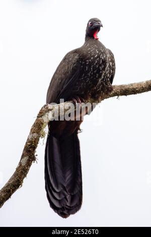 Ein ausgeruhter Guan (Penelope purpurascens) Vogel in der Provinz Cartago, Tayutic, Costa Rica Stockfoto