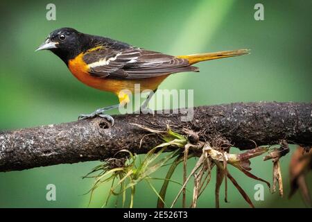 Ein Baltimore Oriole (Icterus galbula) Provinz Cartago, Tayutic, Costa Rica Stockfoto