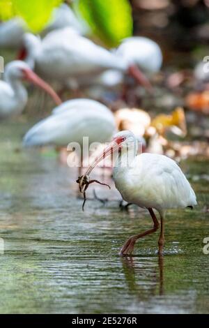 American White Ibis Vögel (Eudocimus albus) in Carara Nationalpark, Puntarenas Provinz, Costa Rica Stockfoto