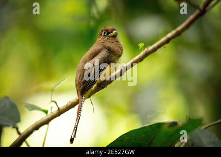 Ein weiblicher Schwarzkehltrogon, auch bekannt als Gelbbauchtrogon (Trogon rufus) in Costa Rica Stockfoto