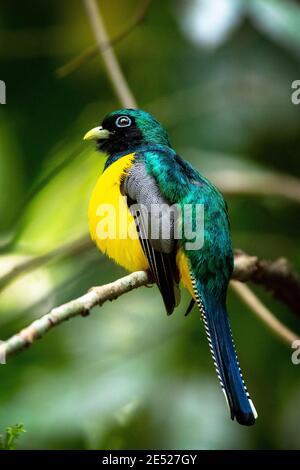 Ein männlicher Schwarzkehltrogon, auch bekannt als Gelbbauchtrogon (Trogon rufus) in Costa Rica Stockfoto