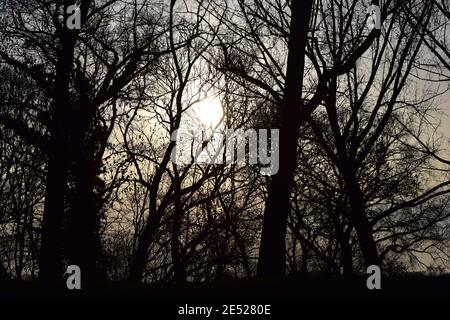 Bäume und Sträucher im Winter von einem Sonnenuntergang hinterleuchtet Stockfoto