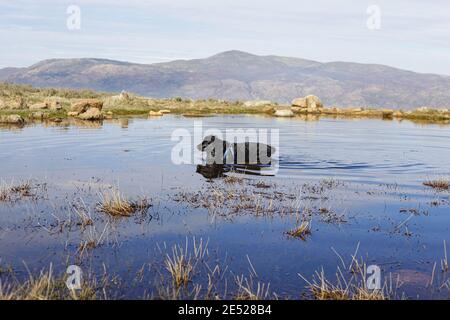 Schwarzer englischer Cocker Spaniel im Wasser Stockfoto