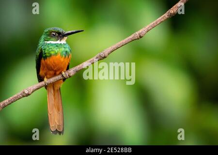 Ein Rufous-tailed Jacamar (Galbula ruficauda) im Carara Nationalpark, Provinz Puntarenas, Costa Rica Stockfoto