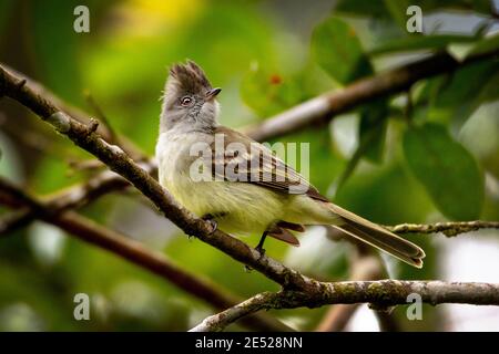 Ein Gelbbauchelaenia (Elaenia flavogaster) in Costa Rica Stockfoto