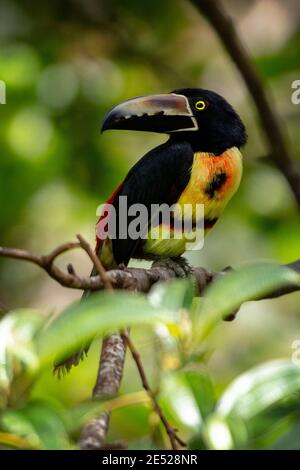 A Colmared Aracari (Pteroglossus torquatus) in Costa Rica Stockfoto