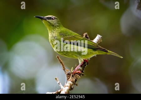 Eine weibliche Rotbeinige-Honigbuntkraupe (Cyanerpes cyaneus) in Costa Rica Stockfoto