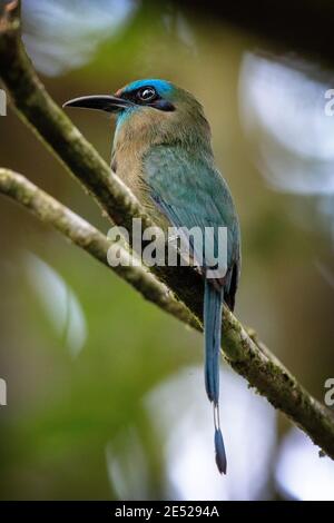 Ein Keel-billed Motmot (Electron carinatum) in Costa Rica Stockfoto
