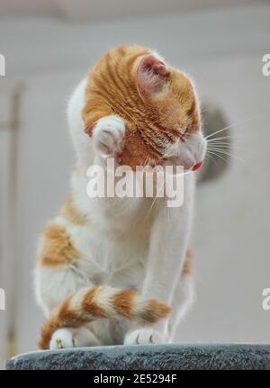Flauschiges Weiß und Gingercat kratzen am Ohr Stockfoto