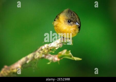 Ein nördlicher getuftete Fliegenfänger oder einfach nur getuftete Fliegenfänger (Mitrephanes phaeocercus) im Bioschutzgebiet Monteverde Cloud Forest, Costa Rica Stockfoto