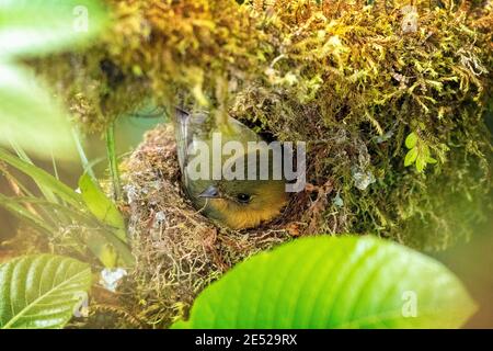 Ein nördlicher getuftete Fliegenfänger oder einfach nur getuftete Fliegenfänger (Mitrephanes phaeocercus) im Bioschutzgebiet Monteverde Cloud Forest, Costa Rica Stockfoto