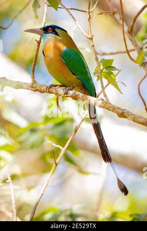 Ein blaubedeckter Motmot oder ein blaubedeckter Motmot (Momotus coeruliceps) In Costa Rica Stockfoto