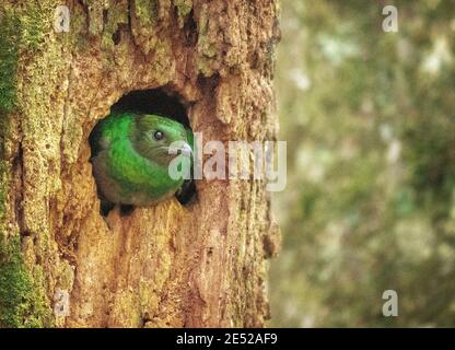 Der Nationalvogel von Guatemala, eine weibliche strahlende Quetzal (Pharomachrus mocinno) in ihrem Nest Costa Rica. *In Der Nähe Bedroht