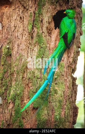 Der Nationalvogel von Guatemala, ein männliches strahlendes Quetzal (Pharomachrus mocinno) posiert in Costa Rica. *In Der Nähe Bedroht Stockfoto