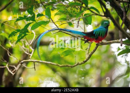 Der Nationalvogel von Guatemala, ein männliches strahlendes Quetzal (Pharomachrus mocinno) posiert in Costa Rica. *In Der Nähe Bedroht Stockfoto