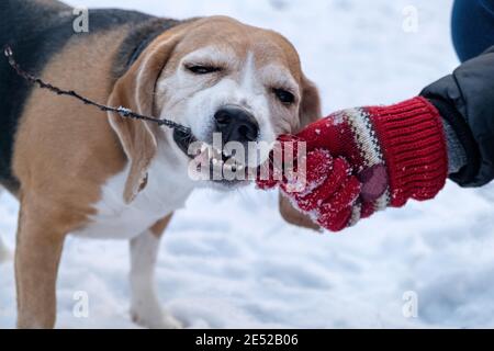 Lustige lächelnde Beagle beißen einen Stock in einem Winter verschneiten Park. Die Hand des Besitzers in einem roten Handschuh hält einen Stock auf einem Hintergrund von Schnee Stockfoto