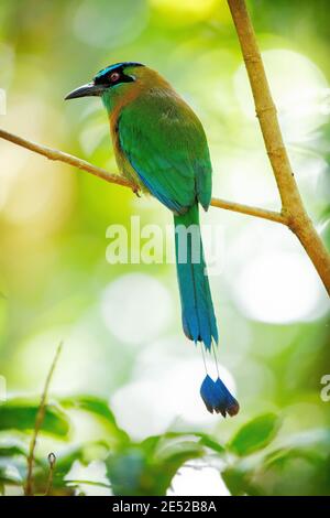 Ein blaubedeckter Motmot oder ein blaubedeckter Motmot (Momotus coeruliceps) In Costa Rica Stockfoto