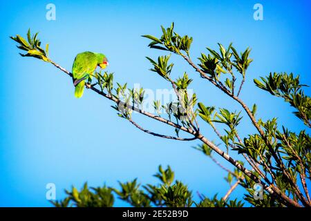 Ein Weißstirn-Amazonas (Amazona albifrons) auch bekannt als der Weißstirn-Papagei, oder Spectacled Amazon Papagei in Monteverde, Costa Rica Stockfoto