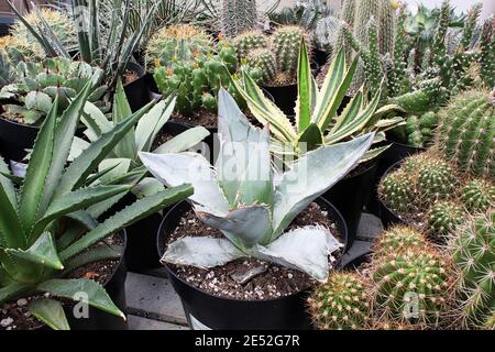Eine Aloe-Pflanze, die zwischen verschiedenen Kakteen und Sukkulenten gemischt wird Stockfoto