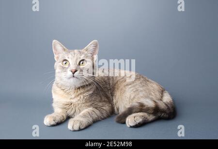 Eine niedliche gestreift gestromte graue Kurzhaarkatze liegt auf einem grauen Hintergrund. Tierporträt. Haustier neugierig suchen. Für Text platzieren. Speicherplatz kopieren Stockfoto