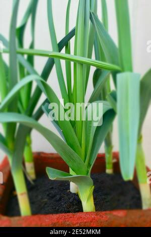 Bio, hausgemachten Lauch in einem Terracotta Topf. Stockfoto