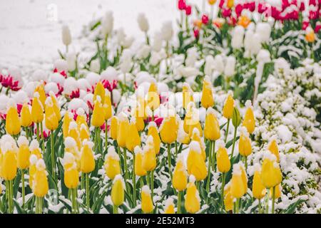 Gelbe Tulpen unter Schnee im frühen Frühjahr. Hochwertige Fotos Stockfoto