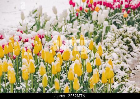 Gelbe und rosa Tulpen unter Schnee im frühen Frühjahr. Hochwertige Fotos Stockfoto