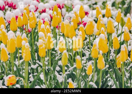 Gelbe Tulpen unter Schnee im Frühjahr, Nahaufnahme. Hochwertige Fotos Stockfoto