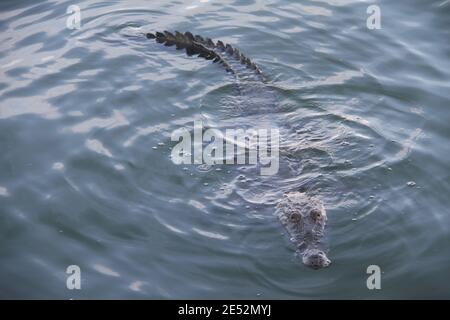 Cancun, Mexiko. Januar 2021. (INT) Krokodile sind in Cancun Lagune zu sehen. 25. Januar 2021, Cancun, Mexiko: Es ist üblich, Krokodile schwimmen in Cancun Lagune zu sehen und es gibt eine Warnung für die Menschen nicht schwimmen oder fischen in der Lagune wegen der Gefahr von Krokodilen.Quelle: Niyi Fote /Thenews2. Quelle: Niyi Fote/TheNEWS2/ZUMA Wire/Alamy Live News Stockfoto