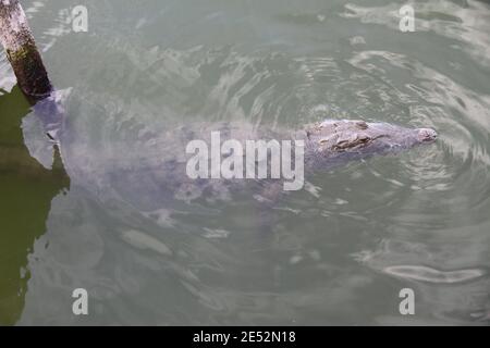 Cancun, Mexiko. Januar 2021. (INT) Krokodile sind in Cancun Lagune zu sehen. 25. Januar 2021, Cancun, Mexiko: Es ist üblich, Krokodile schwimmen in Cancun Lagune zu sehen und es gibt eine Warnung für die Menschen nicht schwimmen oder fischen in der Lagune wegen der Gefahr von Krokodilen.Quelle: Niyi Fote /Thenews2. Quelle: Niyi Fote/TheNEWS2/ZUMA Wire/Alamy Live News Stockfoto