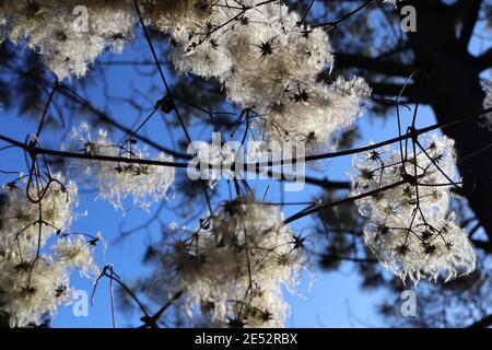 Clematis vitalba der Bart des alten Mannes – wishy, federleichte Samenhaufen Januar, England, Großbritannien Stockfoto