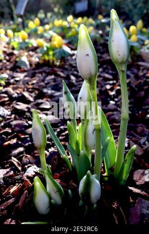 Galanthus ‘Ophelia‘ Schneeglöckchen Ophelia – angehende doppelte Schneeglöckchen, Januar, England, Großbritannien Stockfoto