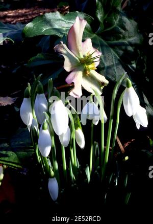 Galanthus nivalis und Helleborus Merlin Snowdrops und Merlin Hellebore – Gruppe von Eröffnungsschneegeln mit einer gealterten Hellebore, Januar, England, Großbritannien Stockfoto