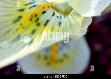 Iris reticulata ‘Katherine‘s Gold‘ - blassgelbe Zwergiris mit dunkelblauen Sommersprossen und gelben Rippen Januar, England, Großbritannien Stockfoto